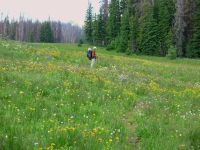 Summer in the Meadows